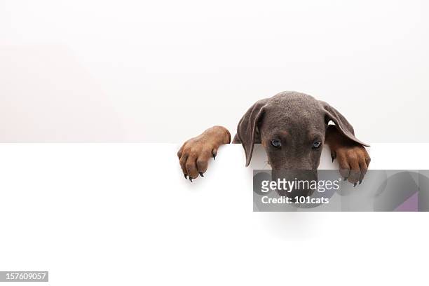 little doberman - doberman puppy stock pictures, royalty-free photos & images