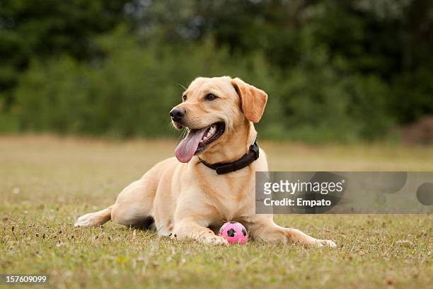 happy dog in the park. - yellow labrador retriever stock pictures, royalty-free photos & images