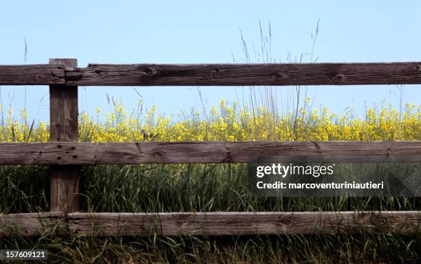 flowers after the fence - schutting stockfoto's en -beelden