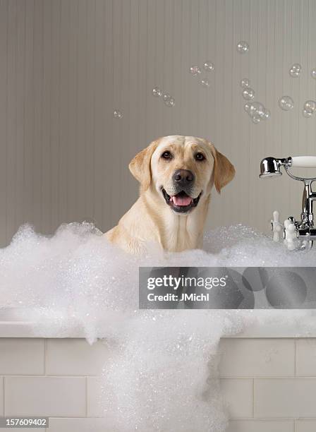 labrador giallo ottenere un bagno con le bollicine in background. - bathtime foto e immagini stock