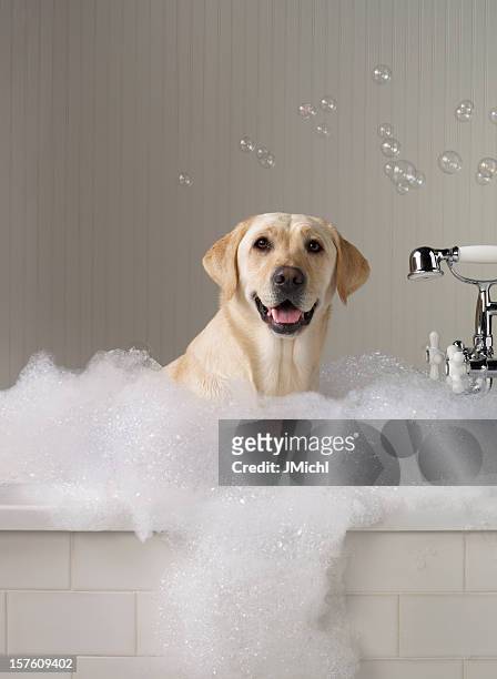 yellow labrador getting a bath with bubbles in background. - soap sud stockfoto's en -beelden