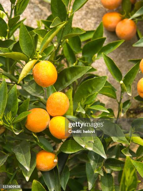 the bergamot fruit with green leaves - bergamot stock pictures, royalty-free photos & images