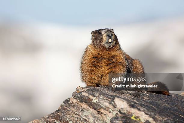 toothy yellow-bellied marmot rocky mountain national park - groundhog stock pictures, royalty-free photos & images