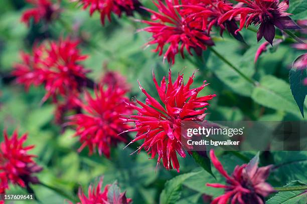 red bee balm perennial flower monardo - bee balm flower stock pictures, royalty-free photos & images