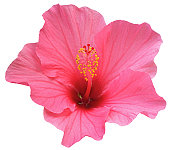 Perfect Pink Hibiscus Flower