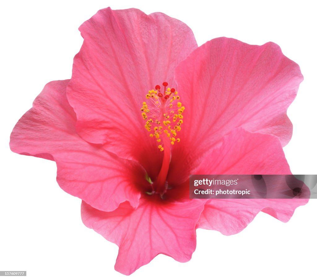Perfect Pink Hibiscus Flower