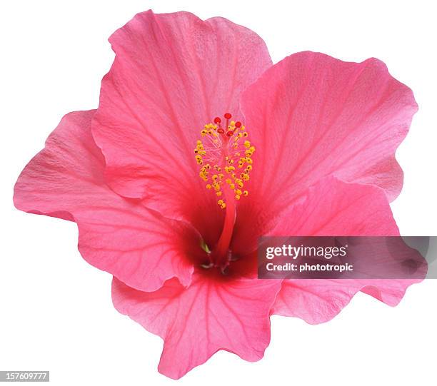 perfeito rosa flor de hibisco - pink flowers imagens e fotografias de stock