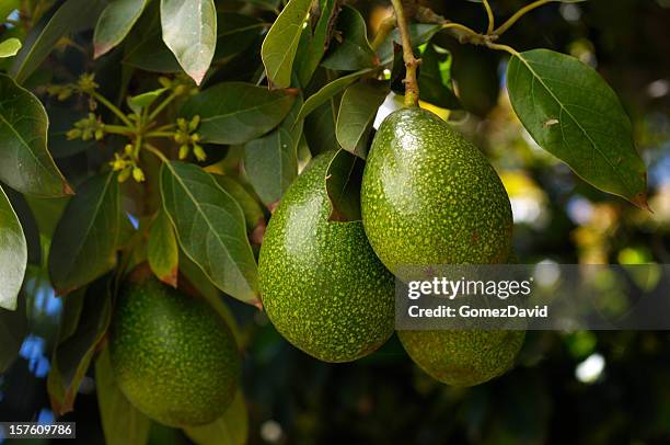 close-up of ripening avacado on tree - avocado bildbanksfoton och bilder