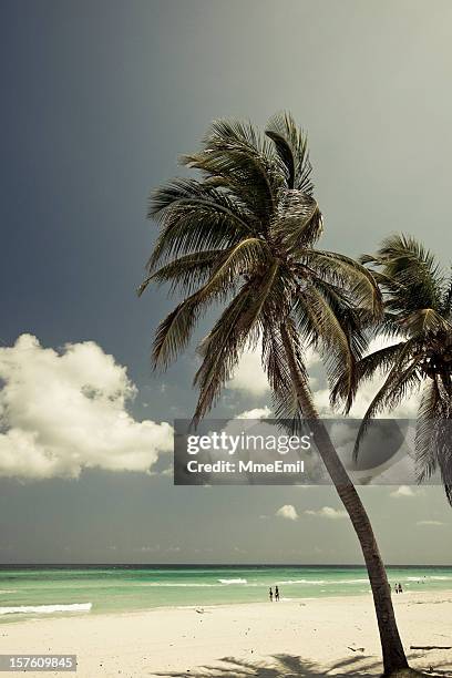 palm trees and beach - varadero beach stock pictures, royalty-free photos & images