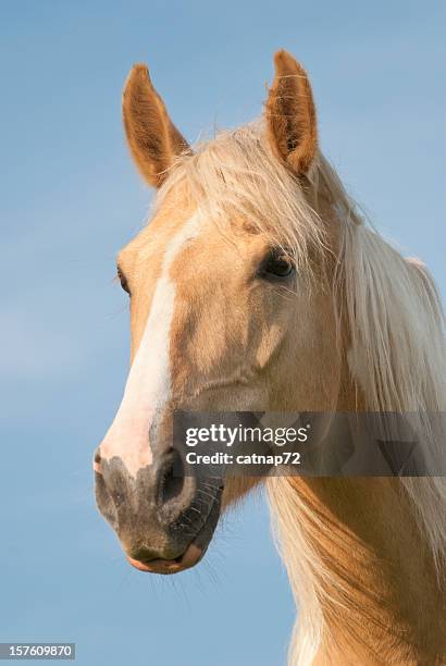 palomino pferd portrait mit windblown haar mähne - palomino stock-fotos und bilder