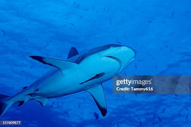 aquele que fugiu - silver shark - fotografias e filmes do acervo