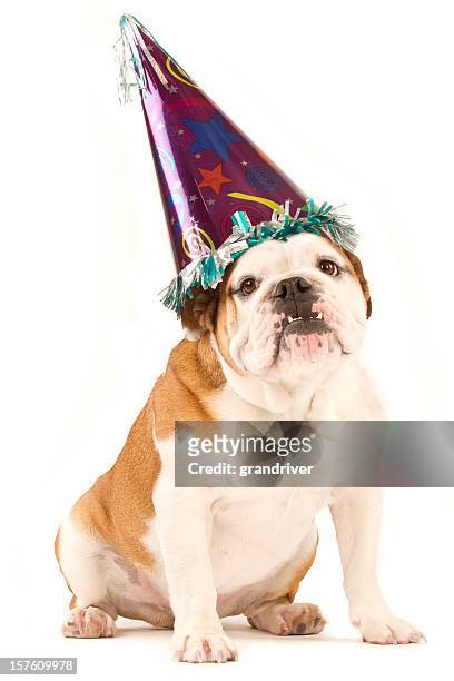 bulldog wearing a party hat isolated on white - bulldog stock pictures, royalty-free photos & images