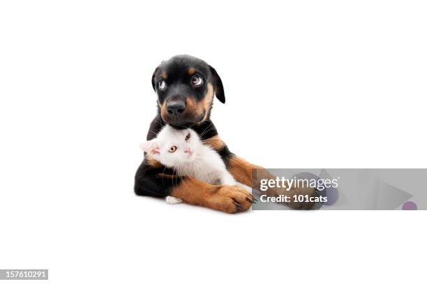 no one can touch him - cat and dog stock pictures, royalty-free photos & images