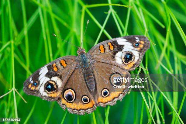 common buckeye butterfly resting on grass - symmetry stock pictures, royalty-free photos & images