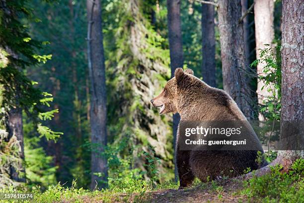 brown bear sitting in the forest at morning light, wildlife-shot - bear lying down stock pictures, royalty-free photos & images