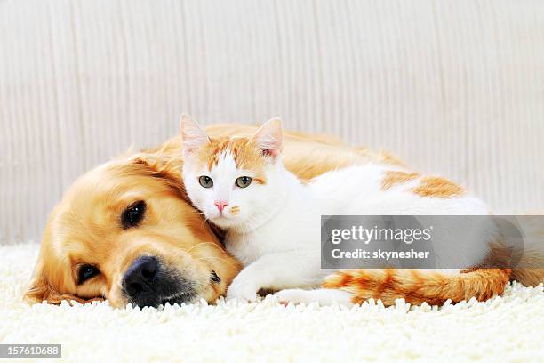 amistad de un perro y gato. - dog and cat fotografías e imágenes de stock