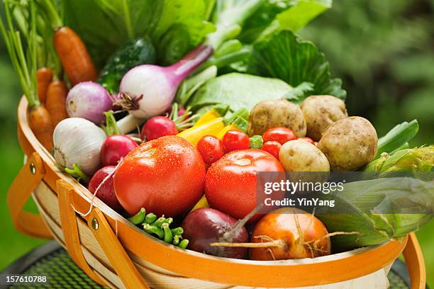 verano jardinería cosecha de verduras frescas en cesta de mercado - vegetable harvest fotografías e imágenes de stock