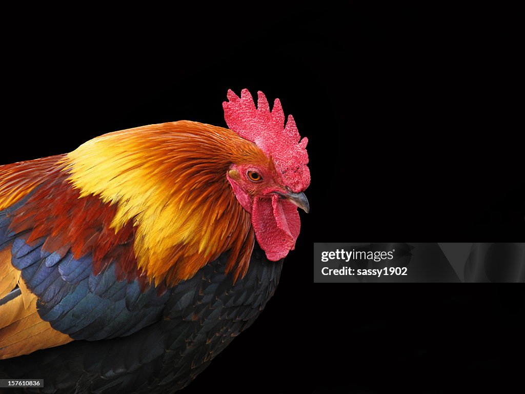 Rooster Chicken Welsumer Wattle Cockscomb Animal Profile