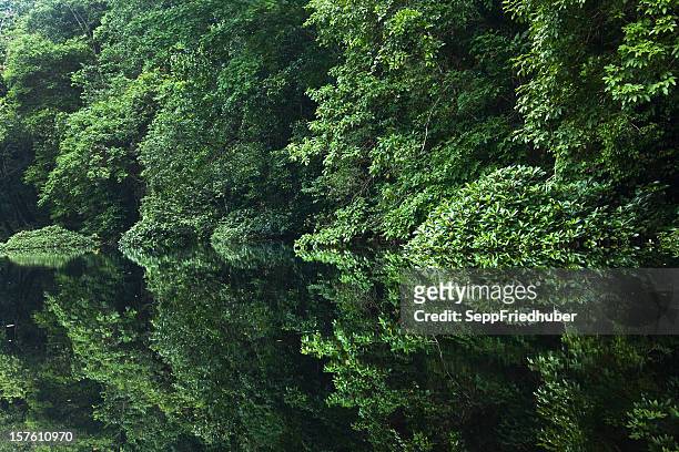regenwald-fluss mit spiegelung im wasser gabun afrika - gabon stock-fotos und bilder