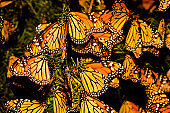 Monarch butterfly (Danaus plexippus) migration