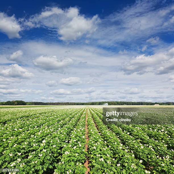 potato field - sweet potato stock pictures, royalty-free photos & images