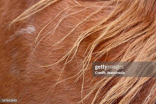 horse mane hair - kastanjebruin paardenkleur stockfoto's en -beelden