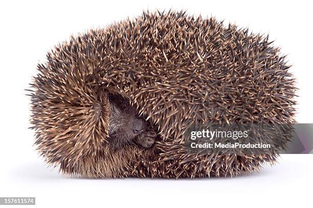 sleeping hedgehog - hibernation stock pictures, royalty-free photos & images
