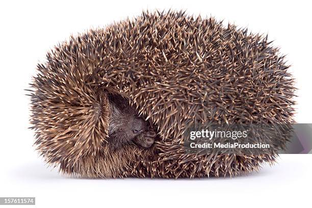 sleeping hedgehog - hedgehog stock pictures, royalty-free photos & images