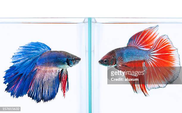 blue and red siamese fighting fish - siamese fighting fish stock pictures, royalty-free photos & images