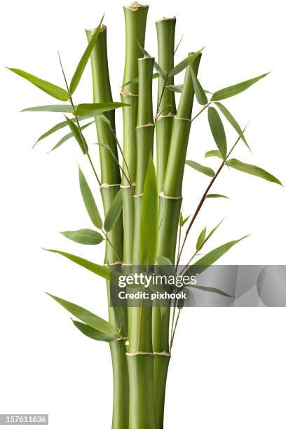 bamboo sparkler - bamboo plant stockfoto's en -beelden