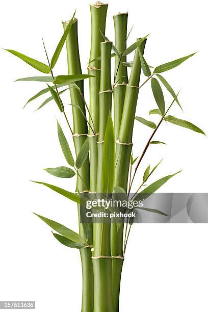 bambu estrelinha - bambu - fotografias e filmes do acervo