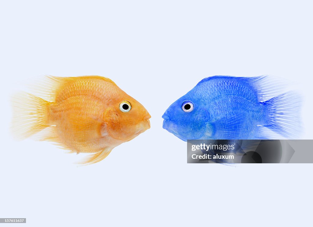 Two different coloured tropical fish confronted