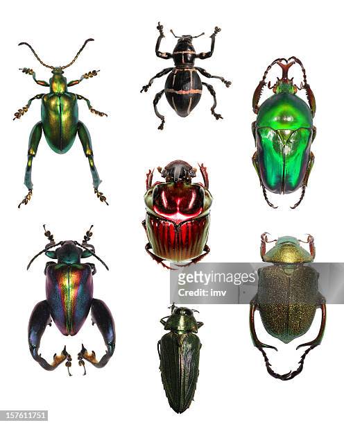 jewell beetle collection on white xxxl - scarabee stockfoto's en -beelden