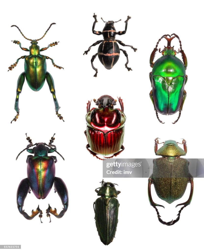 Jewell beetle collection on white XXXL