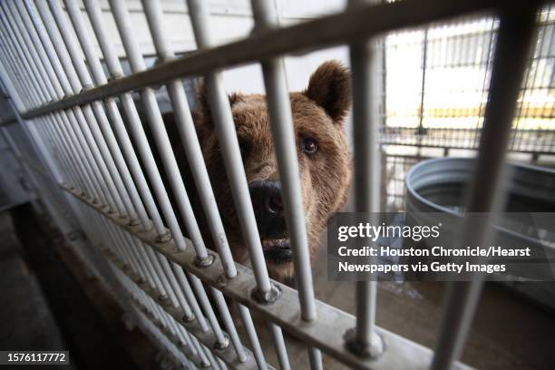 'Betsy the Bear', a rescued bear by Houston SPCA, plays in the water to cool down as she spends her last day in Houston on Tuesday, May 25 in...