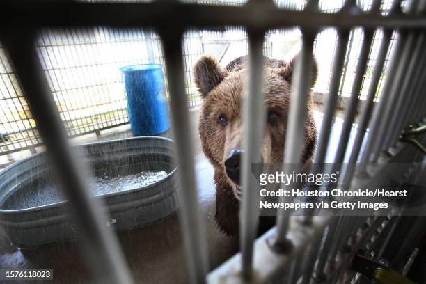 'Betsy the Bear', a rescued bear by Houston SPCA, plays in the water to cool down as she spends her last day in Houston on Tuesday, May 25 in...