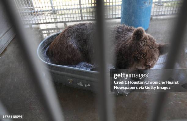 'Betsy the Bear', a rescued bear by Houston SPCA, plays in the tub to cool down as she spends her last day in Houston on Tuesday, May 25 in Houston....