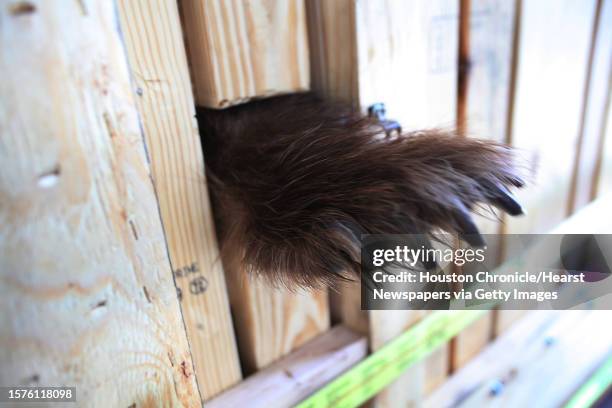 'Betsy the Bear', a rescued bear by Houston SPCA, investigates her wooden crate used to transport on the Continental flight as she spends her last...