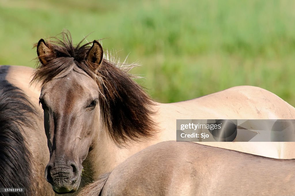 Group of Horses in a nature reserve