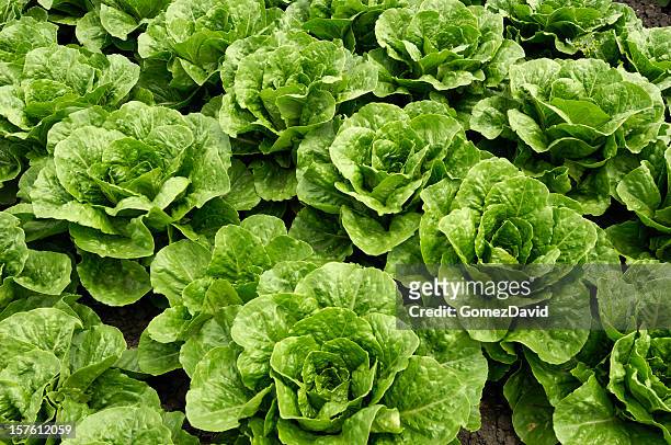 close-up of romaine lettuce growing in field - romaine lettuce stock pictures, royalty-free photos & images