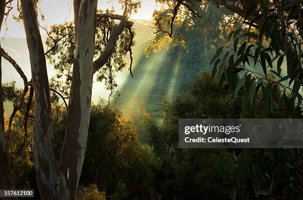 sunrise through eucalypts - eucalyptus tree stock pictures, royalty-free photos & images