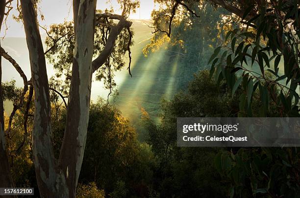 sunrise through eucalypts - eucalyptus tree 個照片及圖片檔