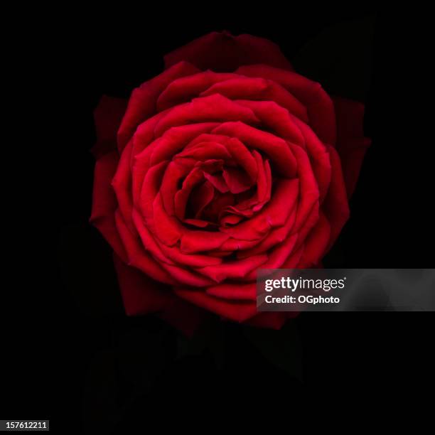 rojo rosa aislado en negro - black rose fotografías e imágenes de stock