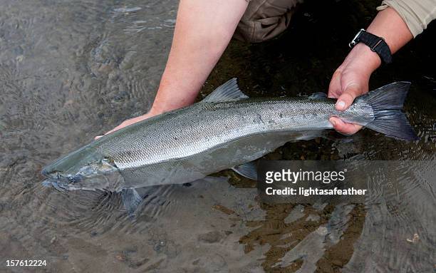 silver salmon caught fly-fishing in alaska - coho salmon stock pictures, royalty-free photos & images