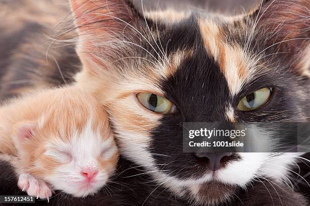 neugeborenes kätzchen mit mutter: wütende katze augen! - cat hand stock-fotos und bilder