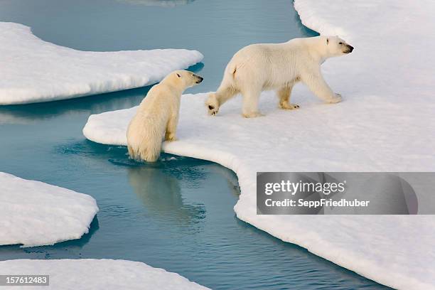 two polar bears climbing out of water. - polar bear stock pictures, royalty-free photos & images