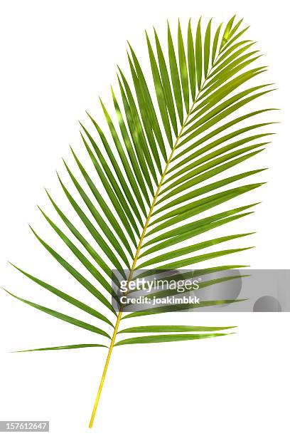 tropical verde hoja de palmera aislado en blanco con trazado de recorte - palmera fotografías e imágenes de stock