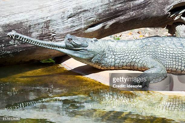gharial crocodile - indian gharial stock pictures, royalty-free photos & images