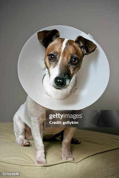 dog with elizabethan collar sitting on an ottoman - hondenkraag stockfoto's en -beelden