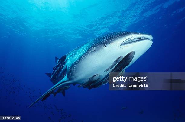 shark ride - whale shark stock pictures, royalty-free photos & images